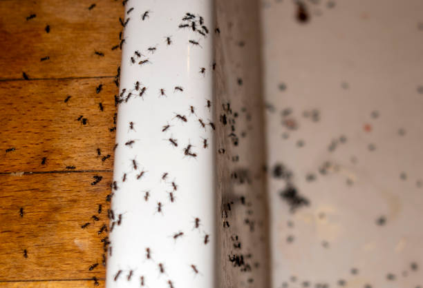 Best Mosquito Control Services  in Livingston, LA