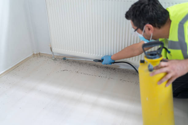 Best Flea Control Services  in Livingston, LA